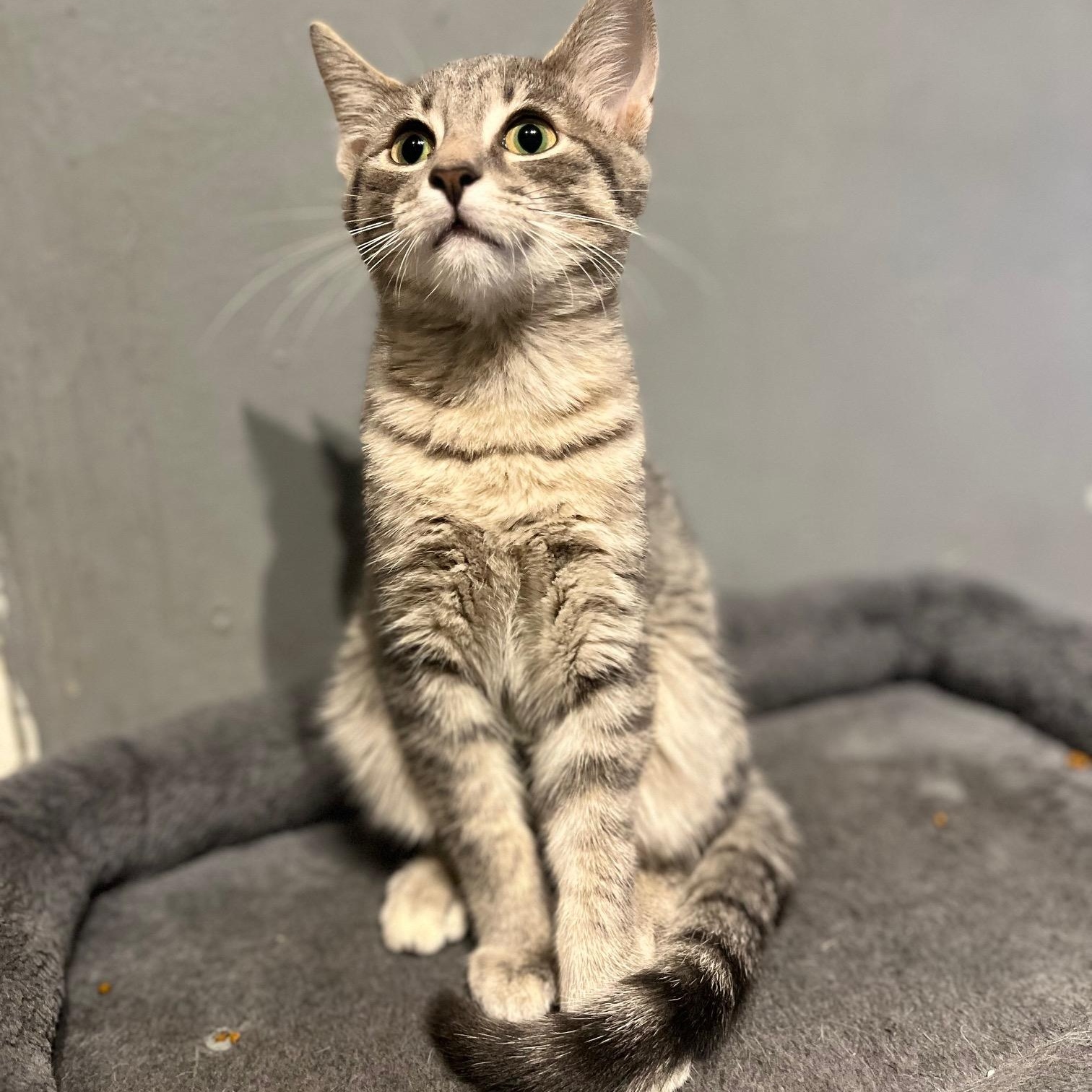 Enlarge Jack, an adopted Domestic Short Hair in Cleveland, OH image 2/5