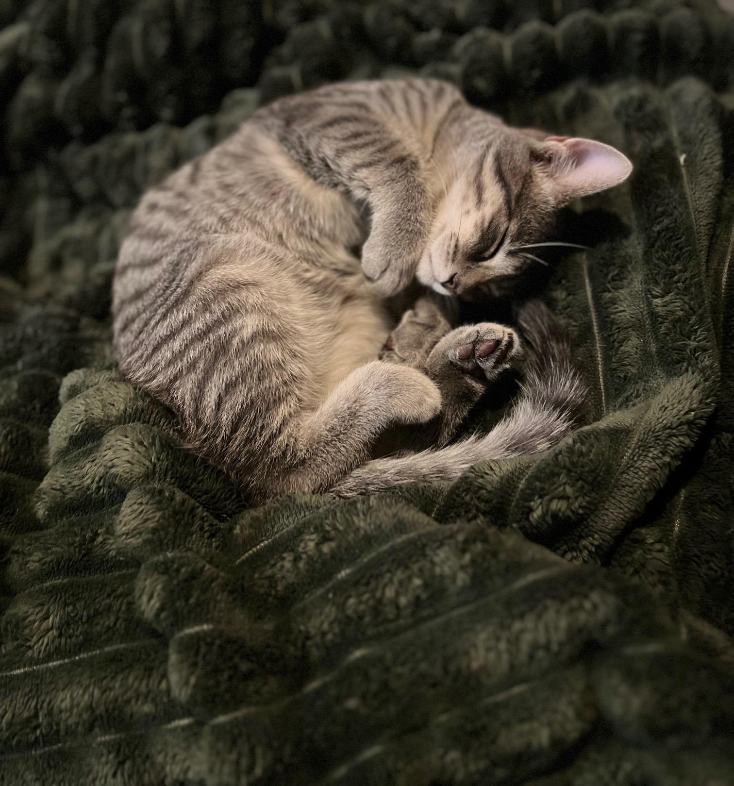 Enlarge Jack, an adopted Domestic Short Hair in Cleveland, OH image 5/5