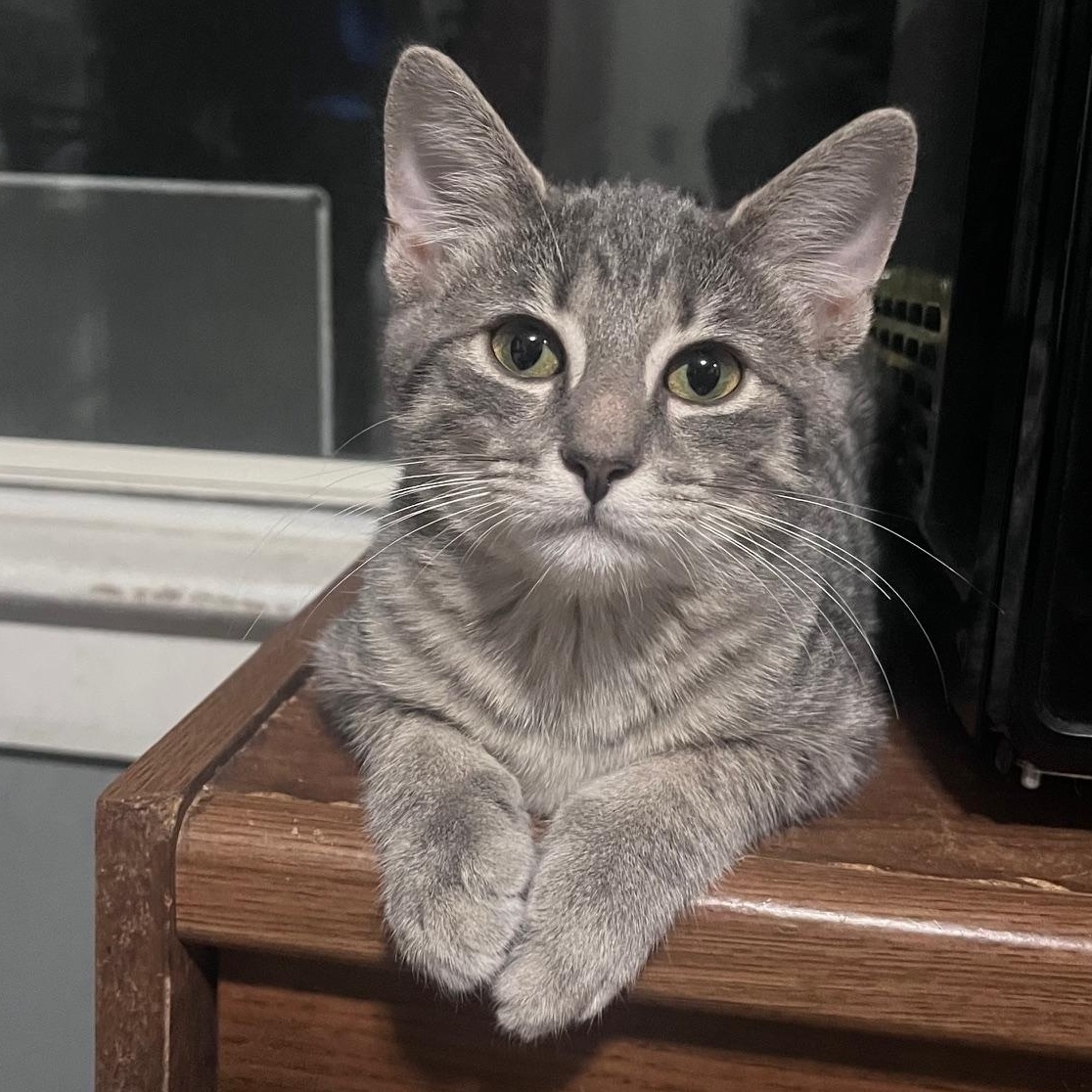 Enlarge Jack, an adopted Domestic Short Hair in Cleveland, OH image 1/5