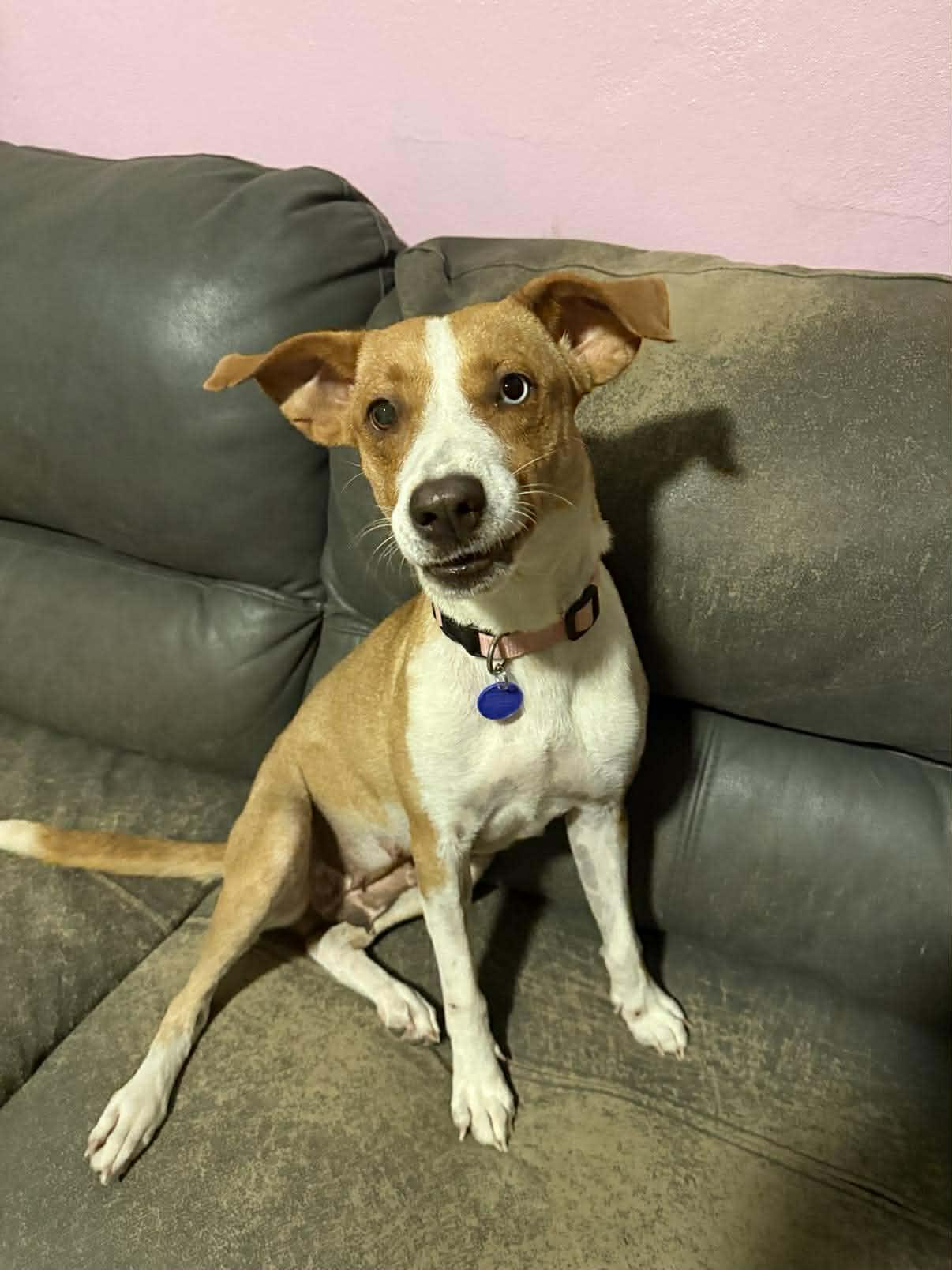 Enlarge Gill, an adopted mixed breed in ISABELA, PR image 5/6