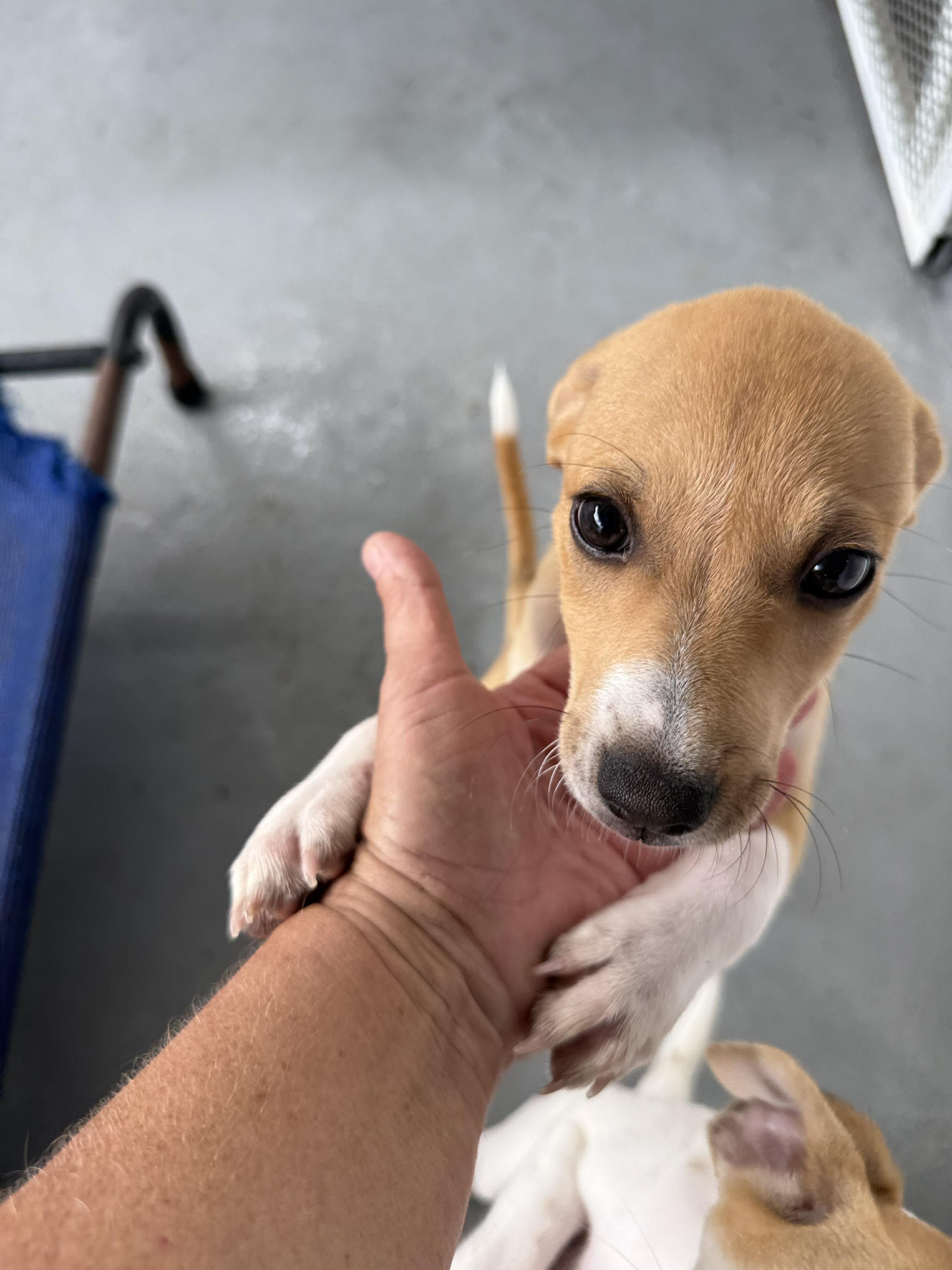 Enlarge Gill, an adopted mixed breed in ISABELA, PR image 3/6