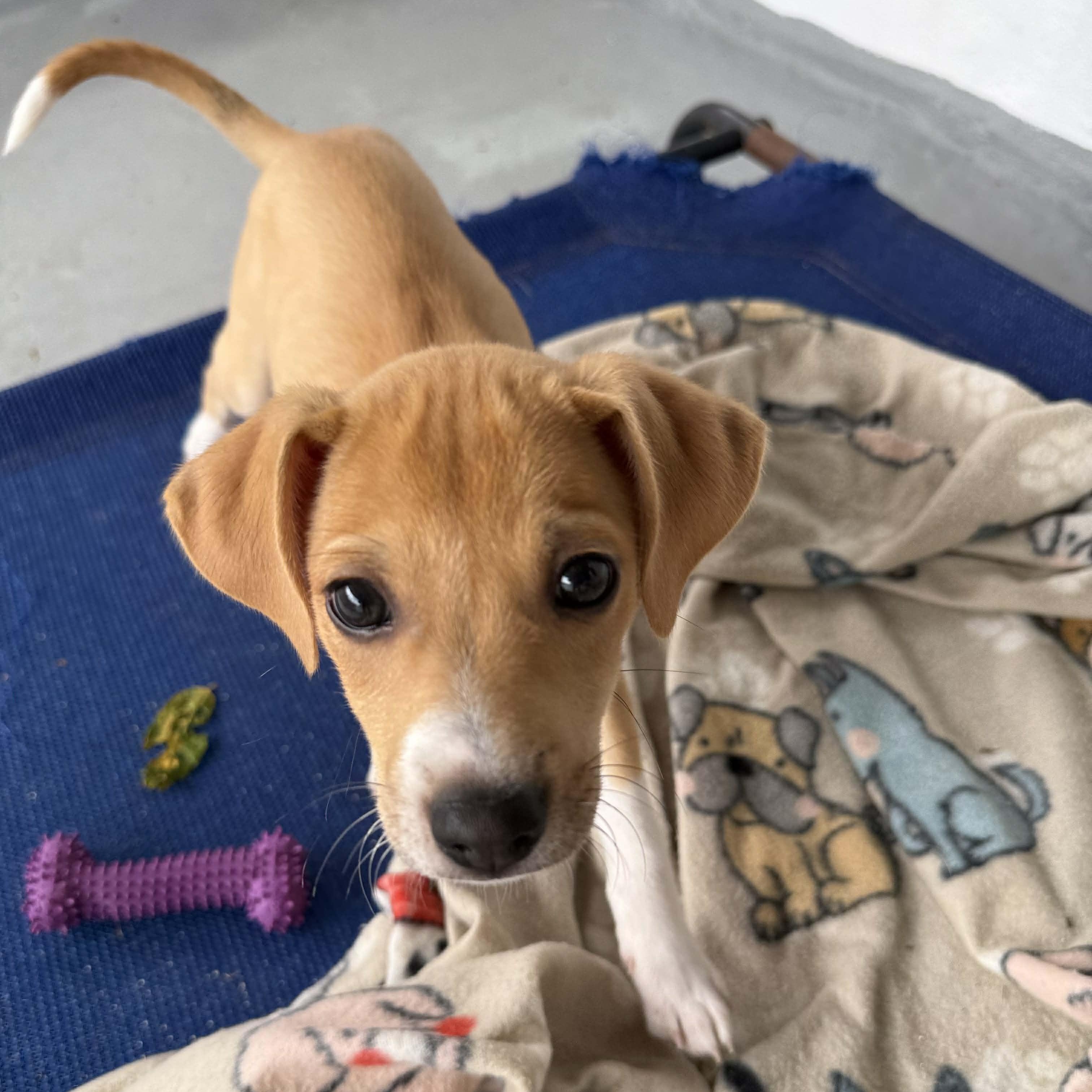 Enlarge Gill, an adopted mixed breed in ISABELA, PR image 1/6