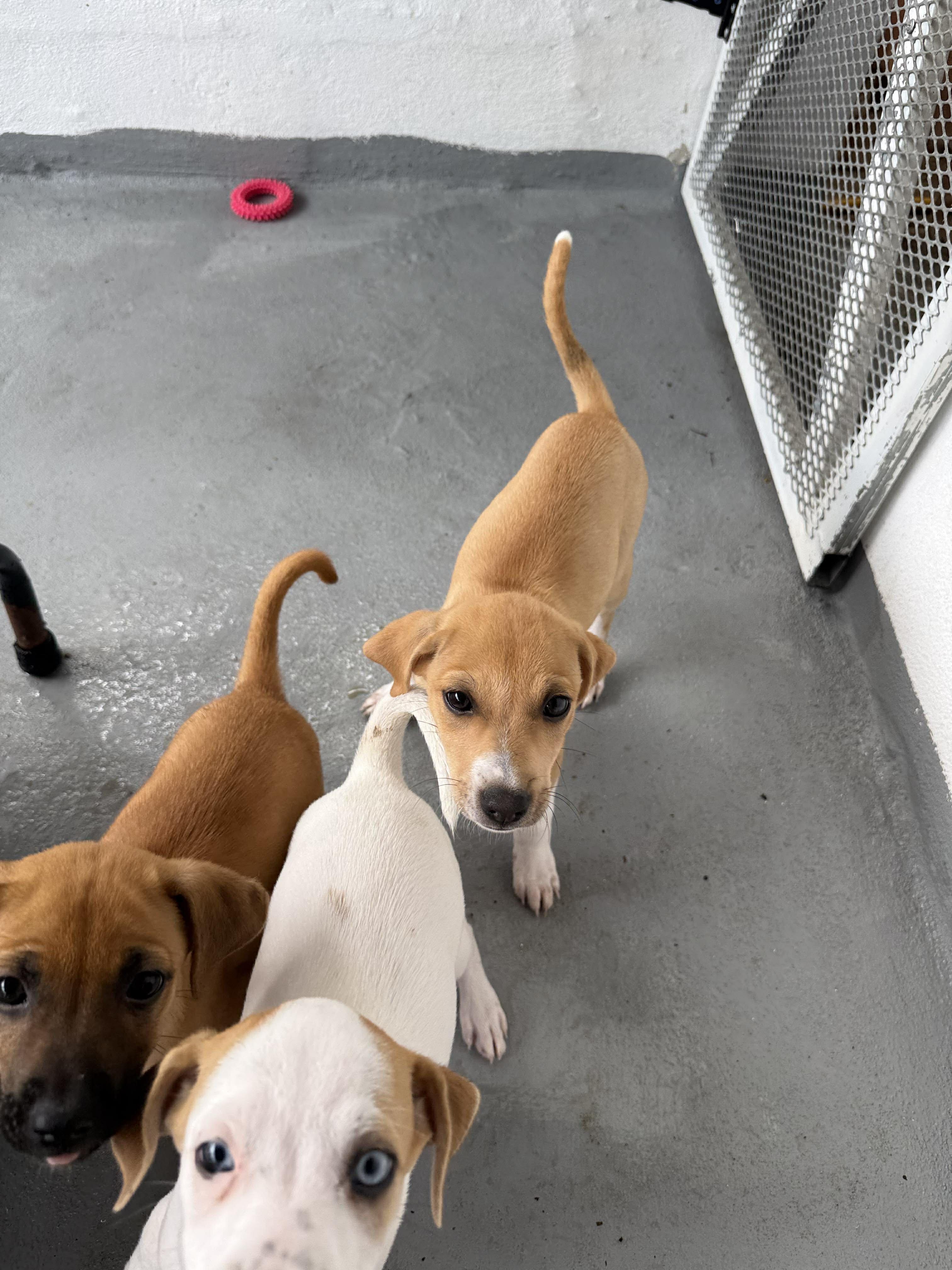 Enlarge Gill, an adopted mixed breed in ISABELA, PR image 2/6