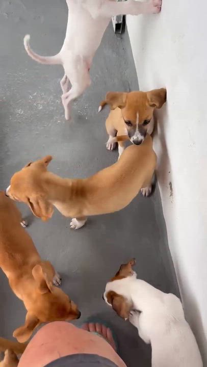 Enlarge Gill, an adopted mixed breed in ISABELA, PR video 6/6