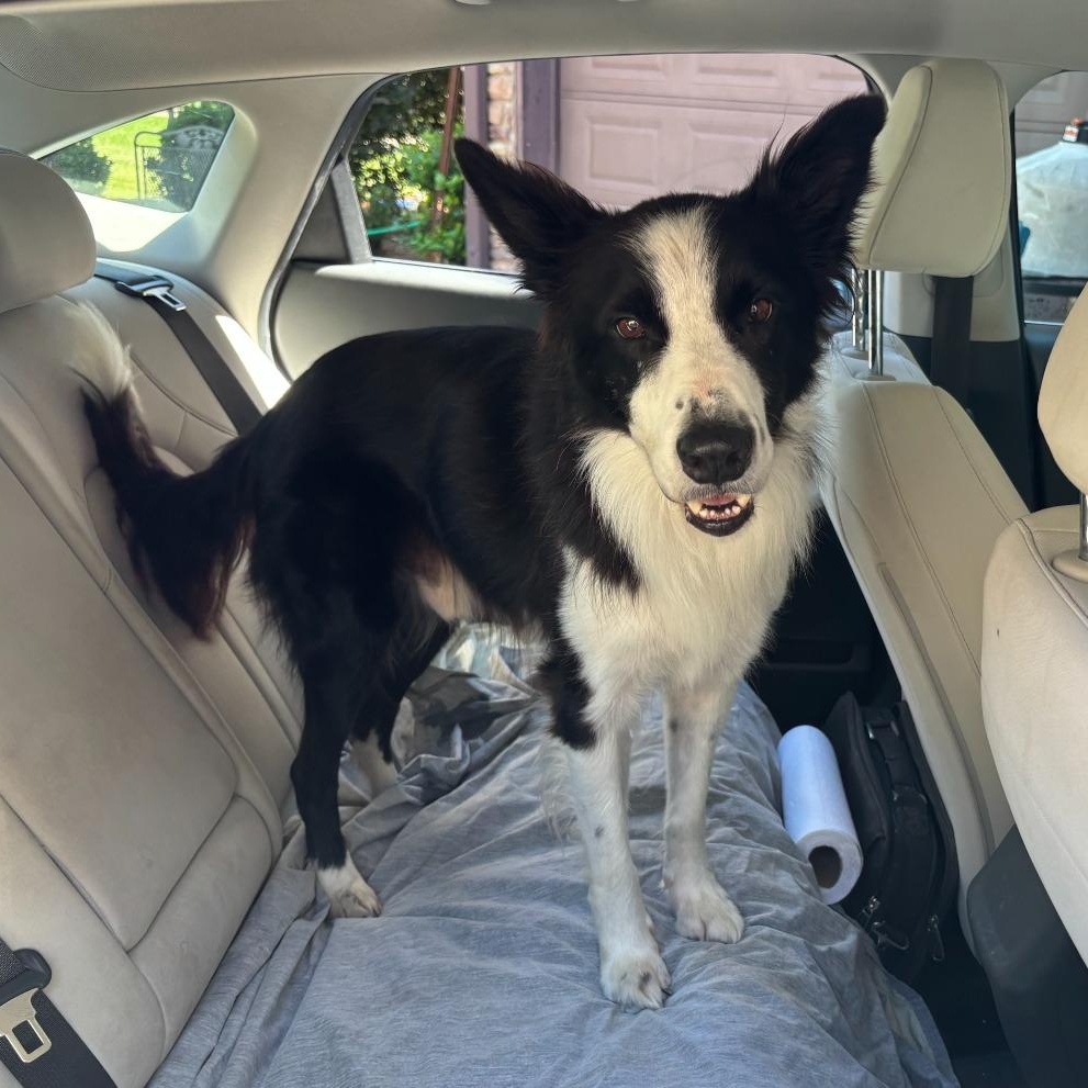 King, Adoptable, Adult Male Border Collie.