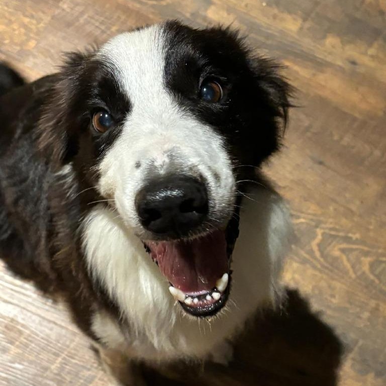 Enlarge King, a Adoptable Border Collie in Spring, TX image 4/5