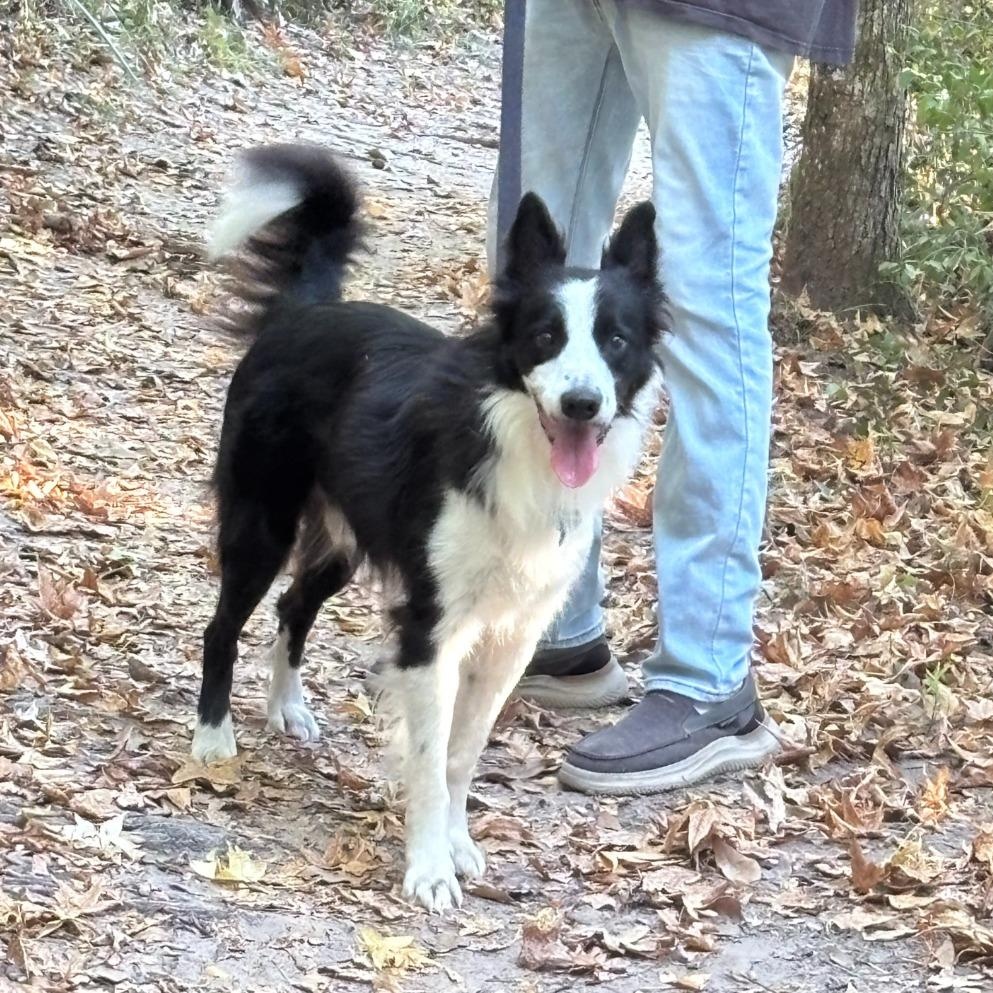 Enlarge King, a Adoptable Border Collie in Spring, TX image 5/5