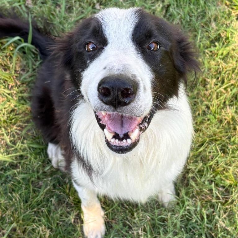 Enlarge King, a Adoptable Border Collie in Spring, TX image 3/5