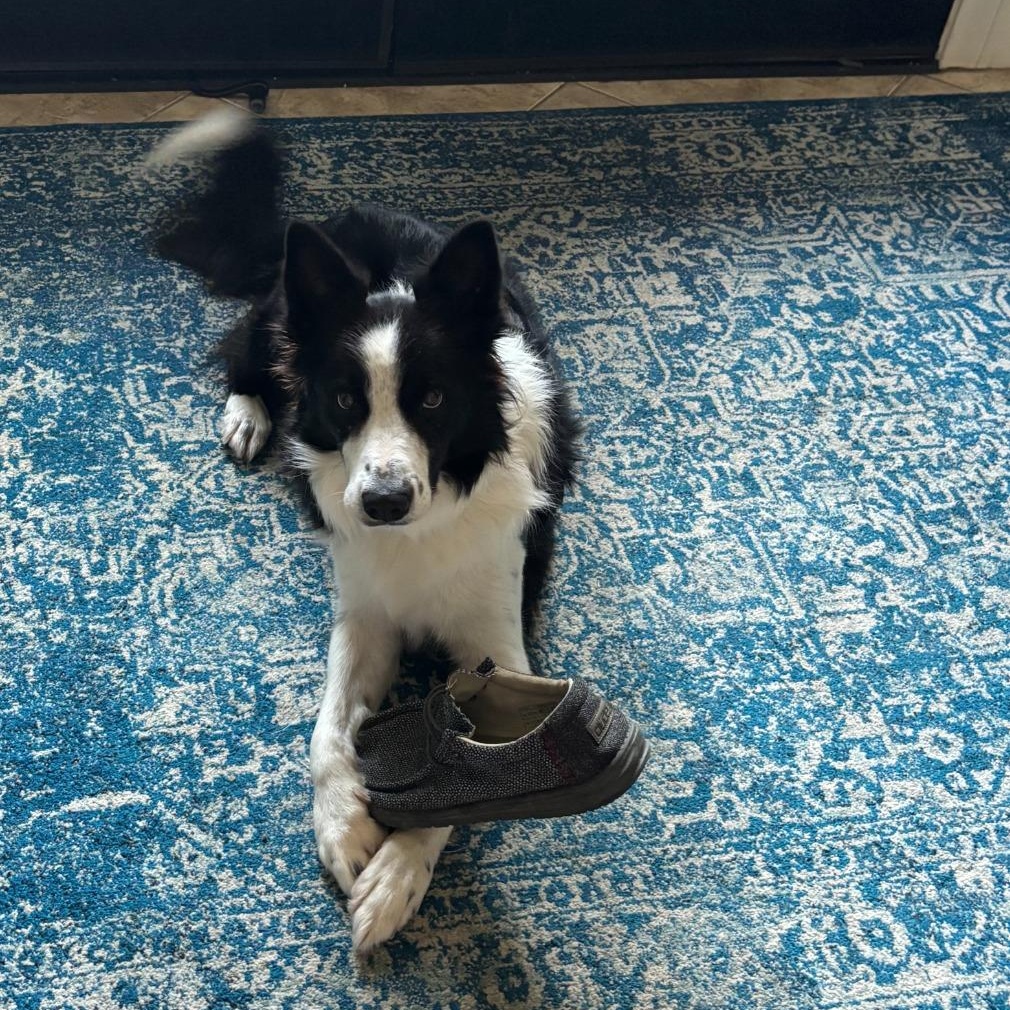 Enlarge King, a Adoptable Border Collie in Spring, TX image 2/5
