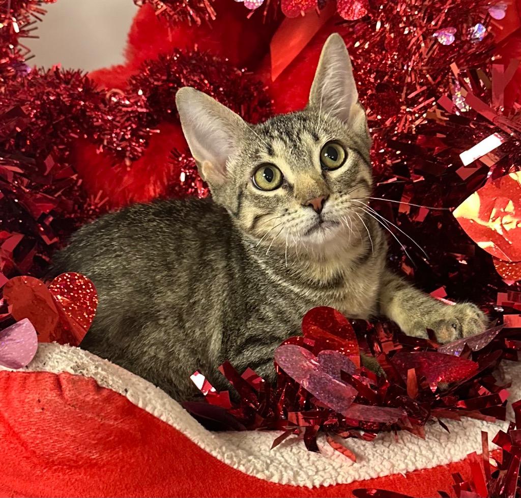 11/24/25 Colby, Adoptable, Kitten Male Domestic Short Hair.
