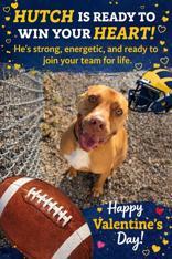 Enlarge Hutch, a ADOPTABLE Mixed Breed in Belleville, MI image 3/3