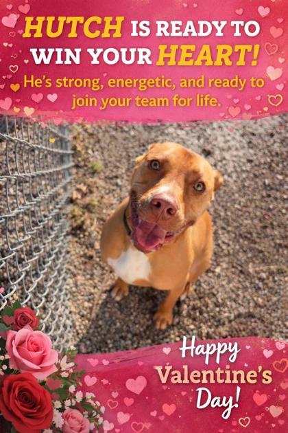 Hutch, ADOPTABLE, Adult Male Mixed Breed.