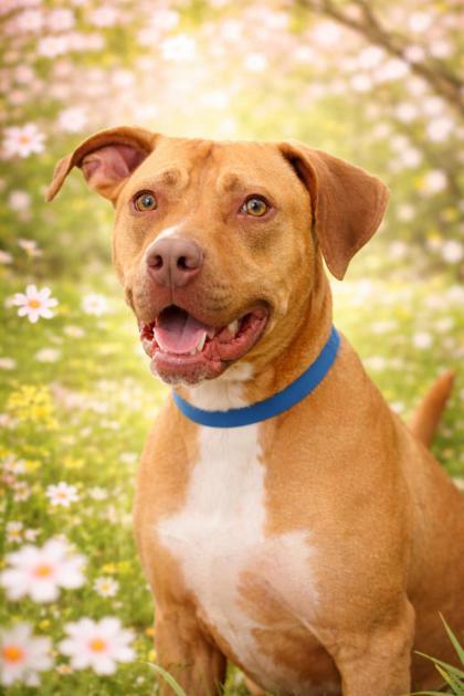 Hutch, adoptable, Adult Male Mixed Breed.