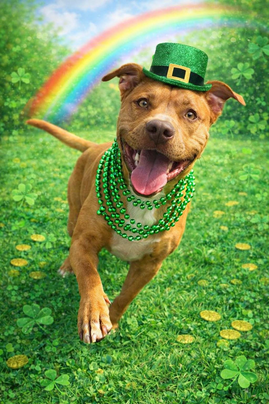 Hutch, ADOPTABLE, Adult Male Mixed Breed.