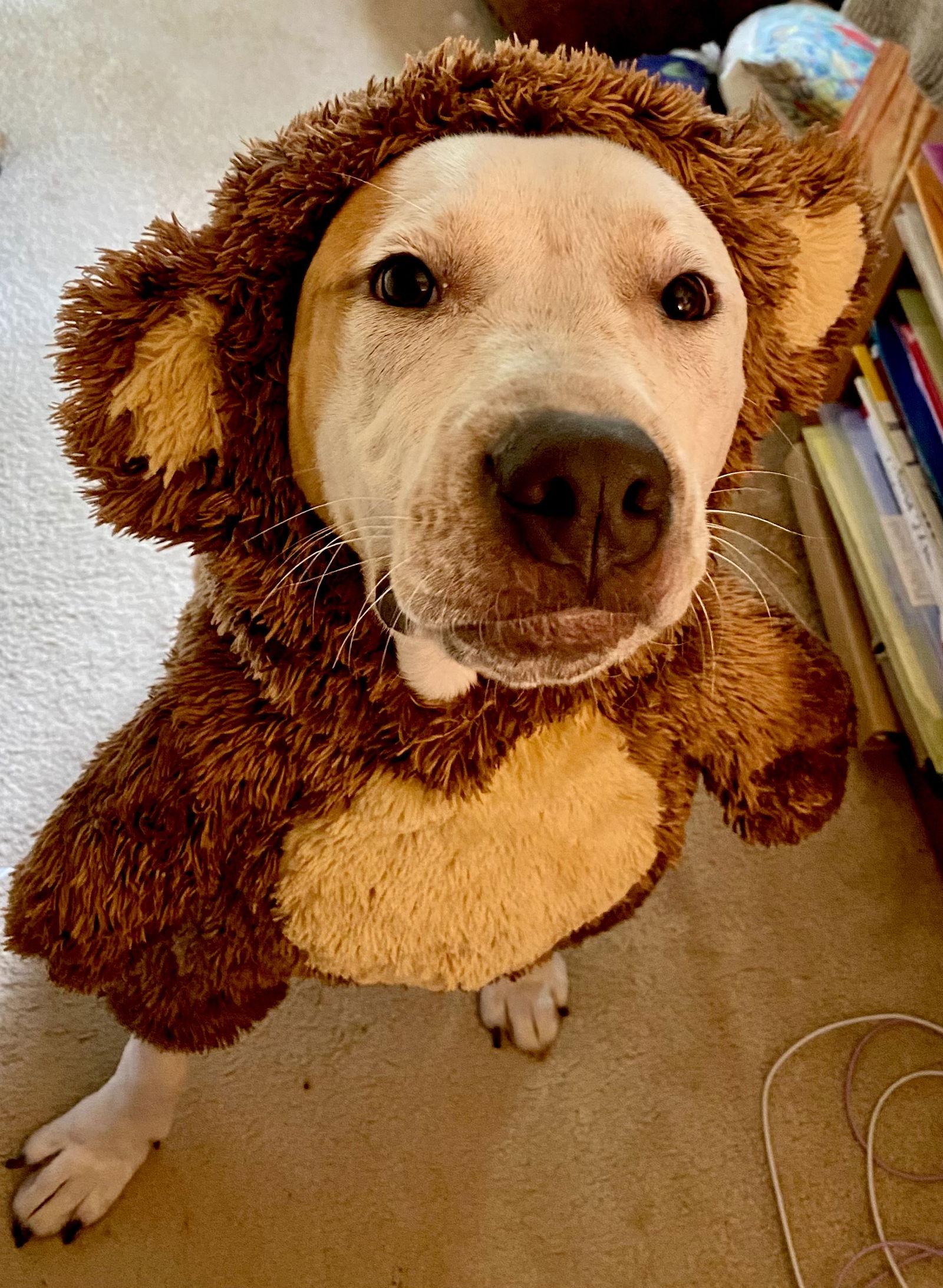 Cosmo *FEE WAIVED*, Adoptable, Puppy Male Hound.