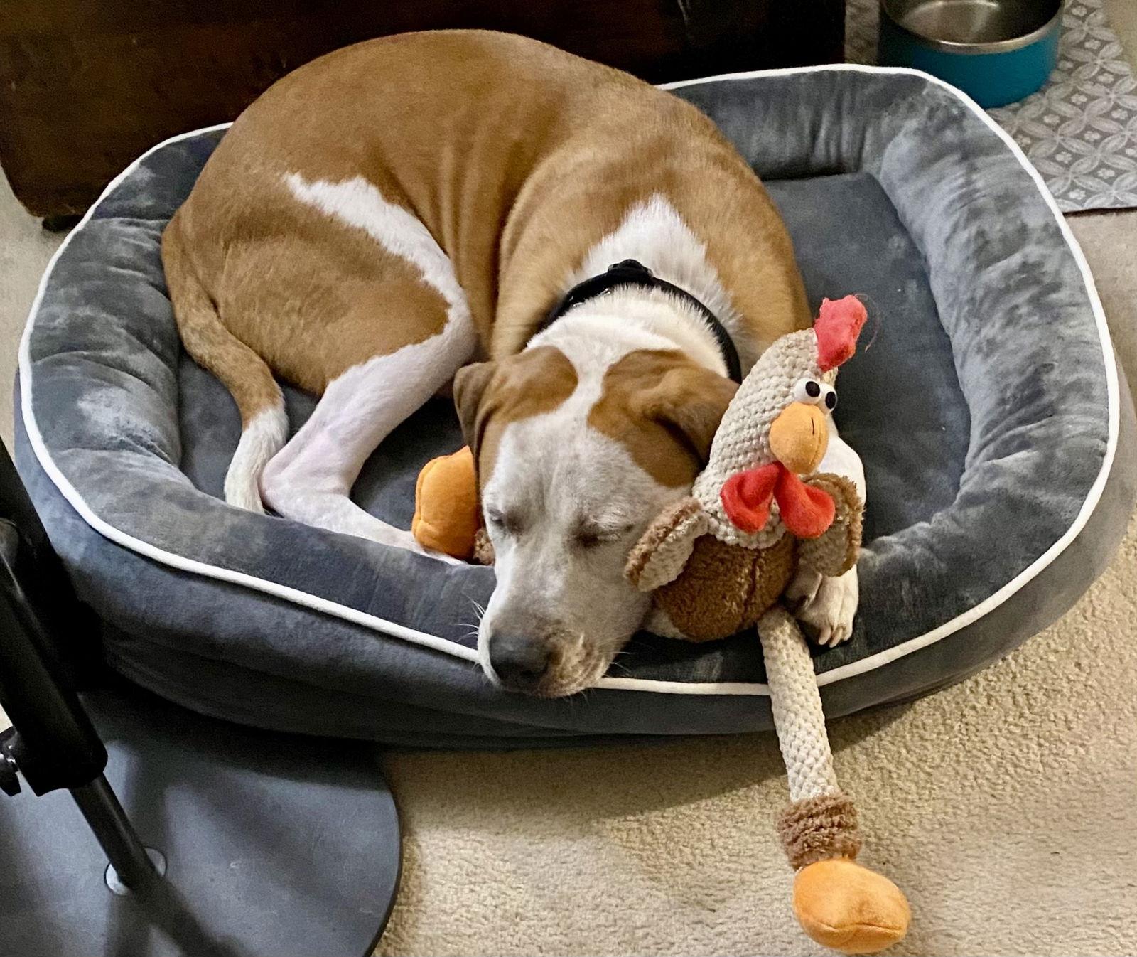 Cosmo *FEE WAIVED*, a Adoptable Hound in Herndon, VA image 2/3