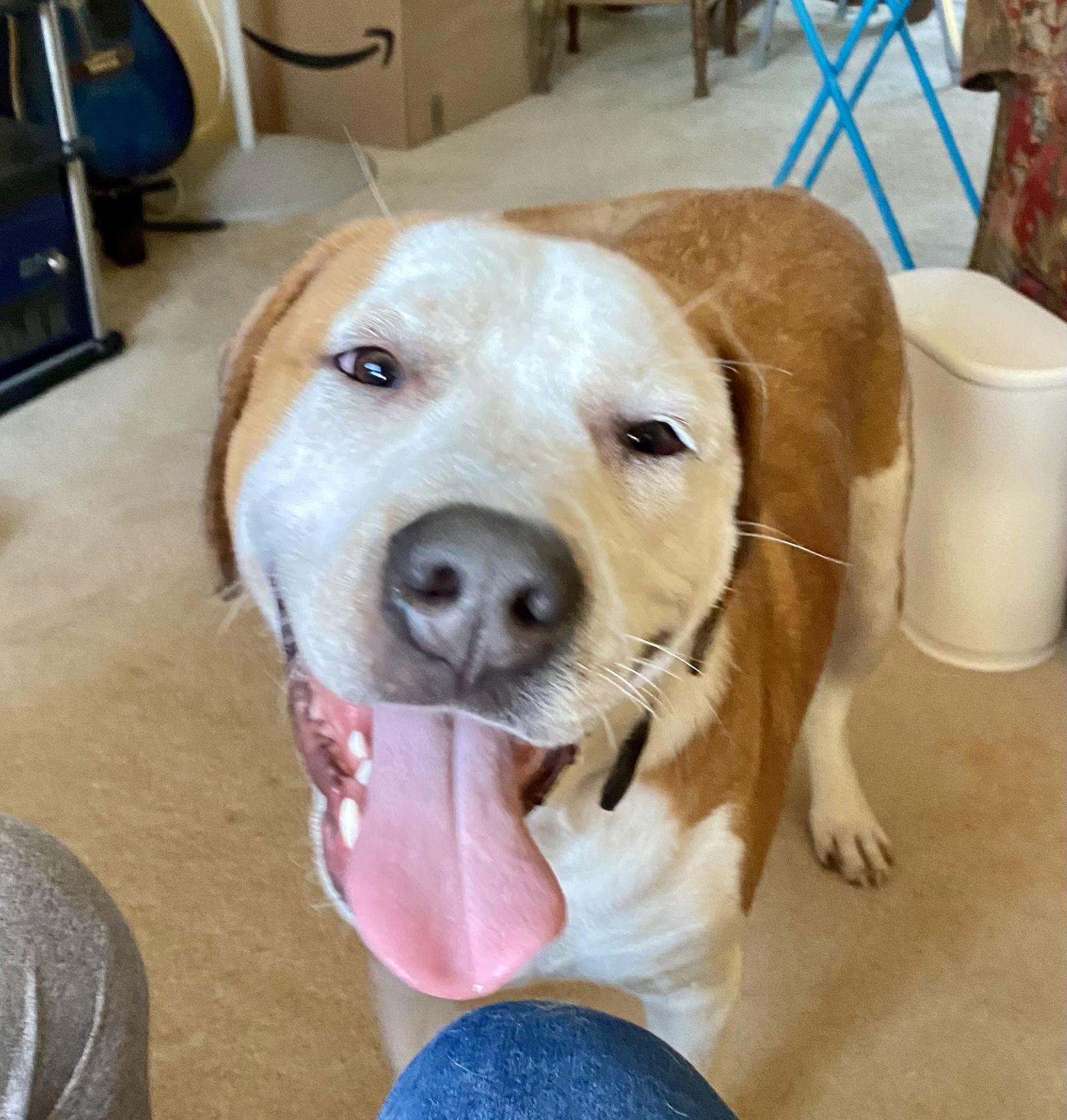 Cosmo — thumbnail 3