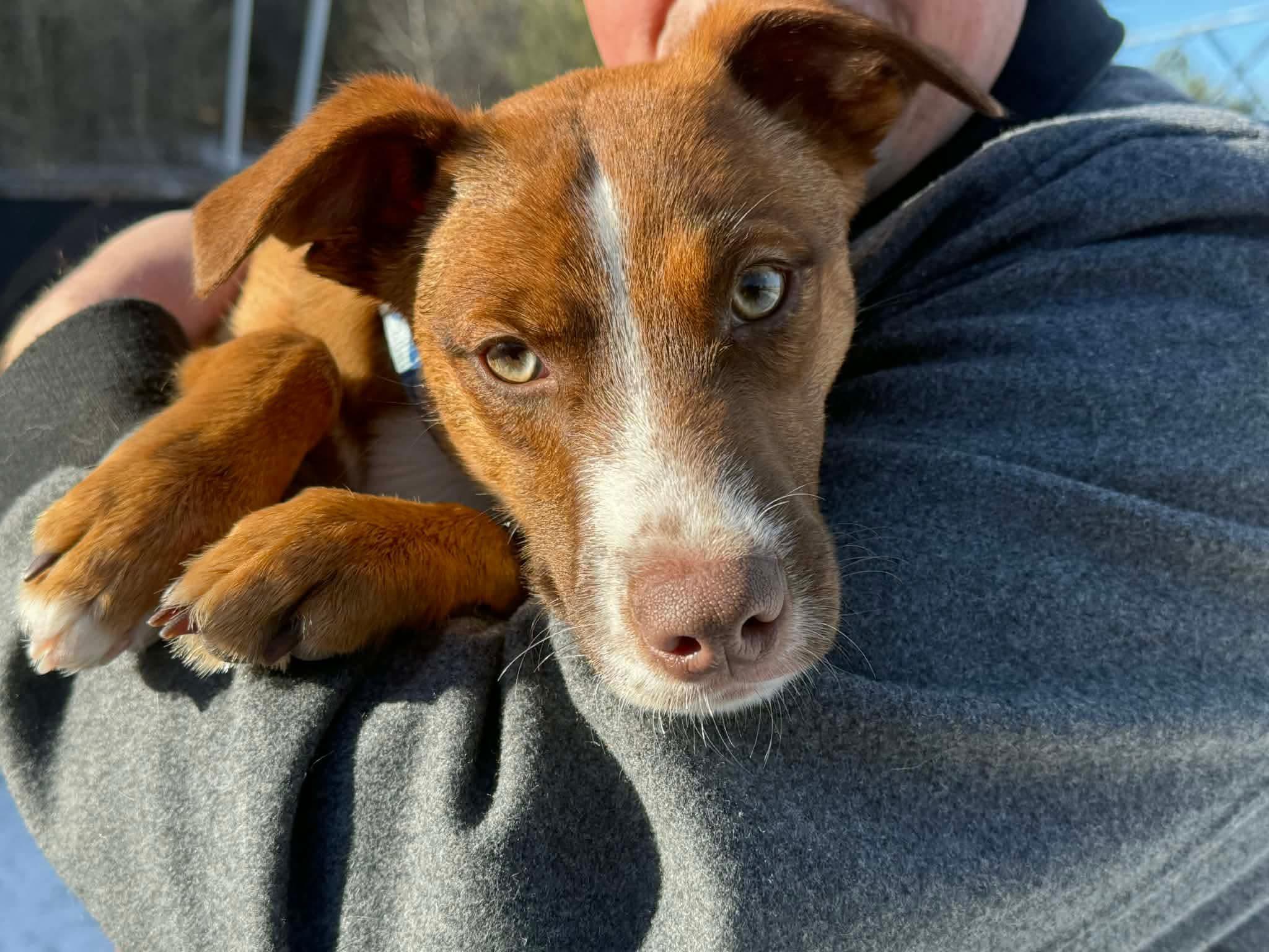 Casper, ADOPTABLE, Puppy Male Mixed Breed.