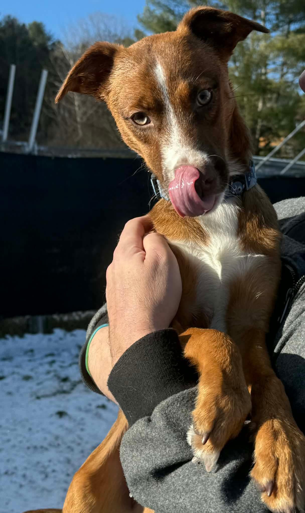 Casper, a ADOPTABLE mixed breed in Randolph Center, VT image 2/3