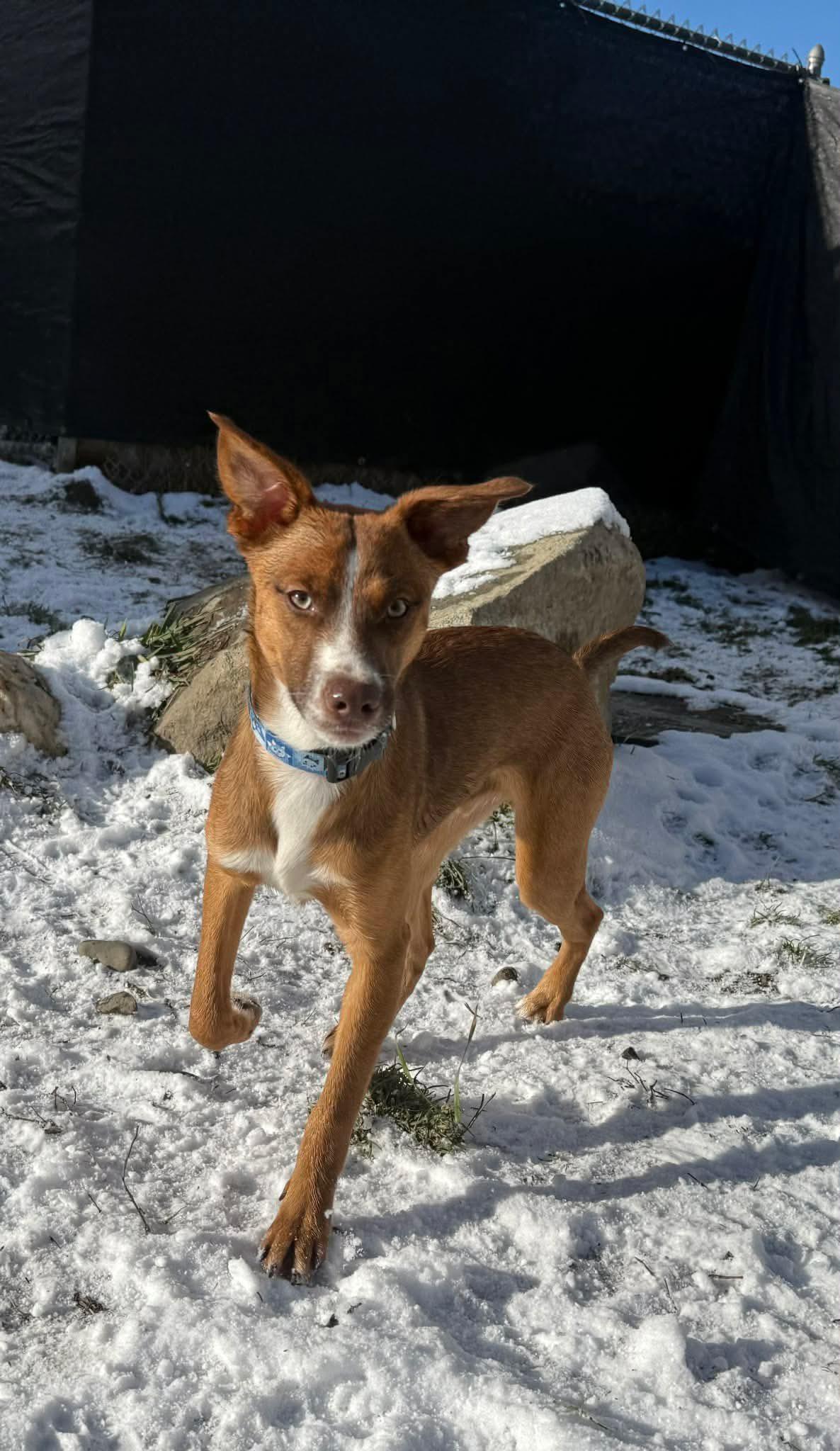 Casper, a ADOPTABLE mixed breed in Randolph Center, VT image 3/3