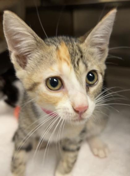 Enlarge Jojo, a Adoptable mixed breed in Sanford, FL image 1/1