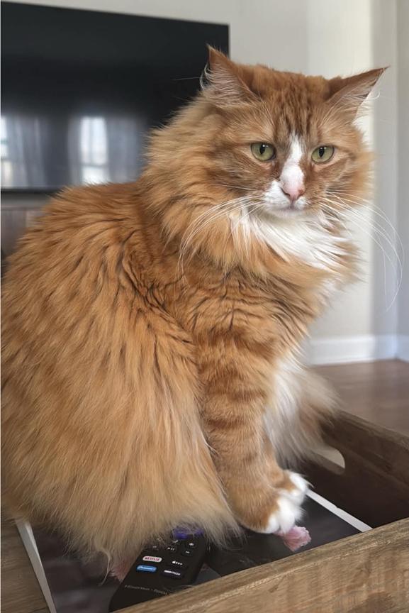 Enlarge Update Foster Found - re Long Term Foster or Adopt-Beautiful Sweet Longhair Cat Gia, an adopted mixed breed in Metairie, LA image 5/6