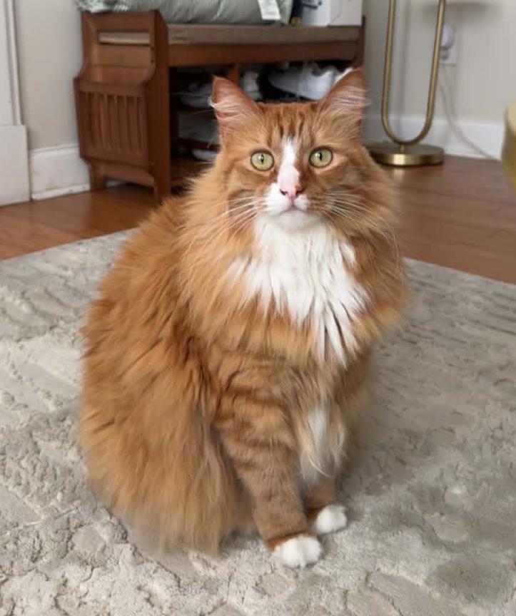 Update Foster Found - re Long Term Foster or Adopt-Beautiful Sweet Longhair Cat Gia, adopted, Adult Female Domestic Long Hair & Ragdoll.
