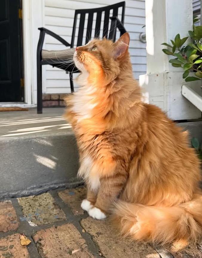 Enlarge Update Foster Found - re Long Term Foster or Adopt-Beautiful Sweet Longhair Cat Gia, an adopted mixed breed in Metairie, LA image 2/6