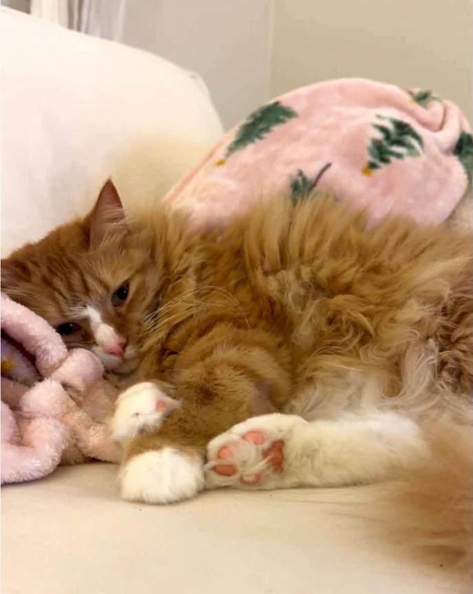 Enlarge Update Foster Found - re Long Term Foster or Adopt-Beautiful Sweet Longhair Cat Gia, an adopted mixed breed in Metairie, LA image 6/6