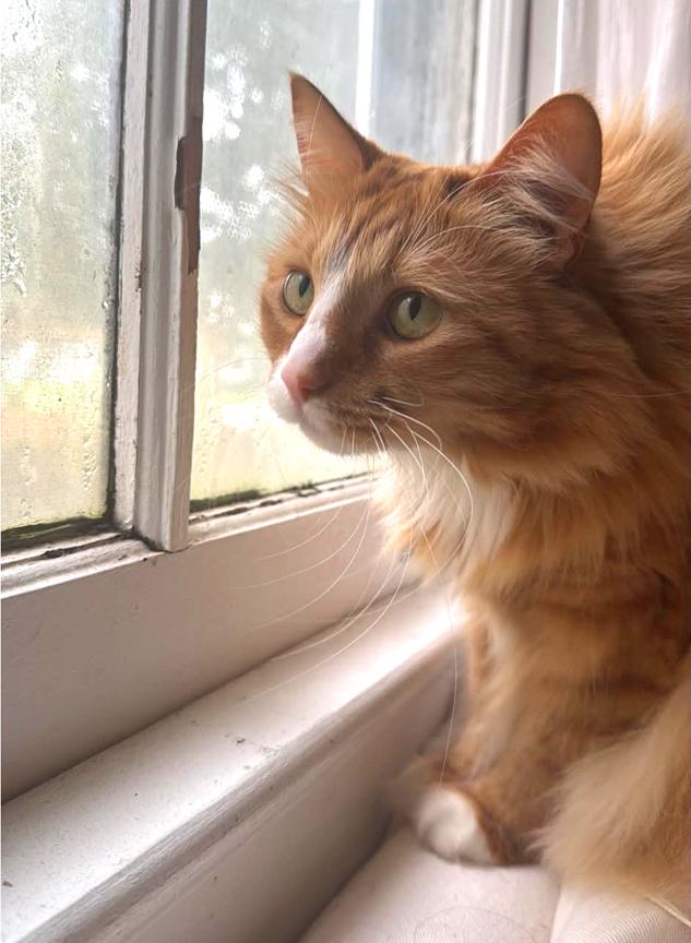 Enlarge Update Foster Found - re Long Term Foster or Adopt-Beautiful Sweet Longhair Cat Gia, an adopted mixed breed in Metairie, LA image 4/6