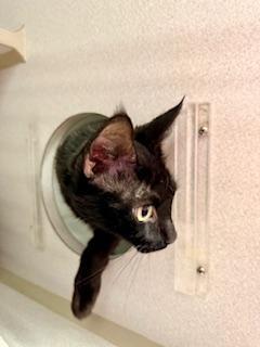 Enlarge Journey, a ADOPTABLE Domestic Short Hair in Winter Haven, FL image 2/2