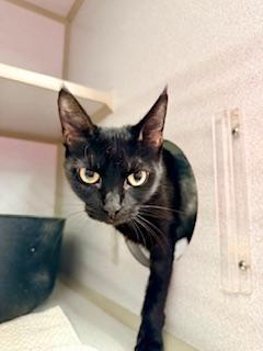 Journey, ADOPTABLE, Adult Female Domestic Short Hair.