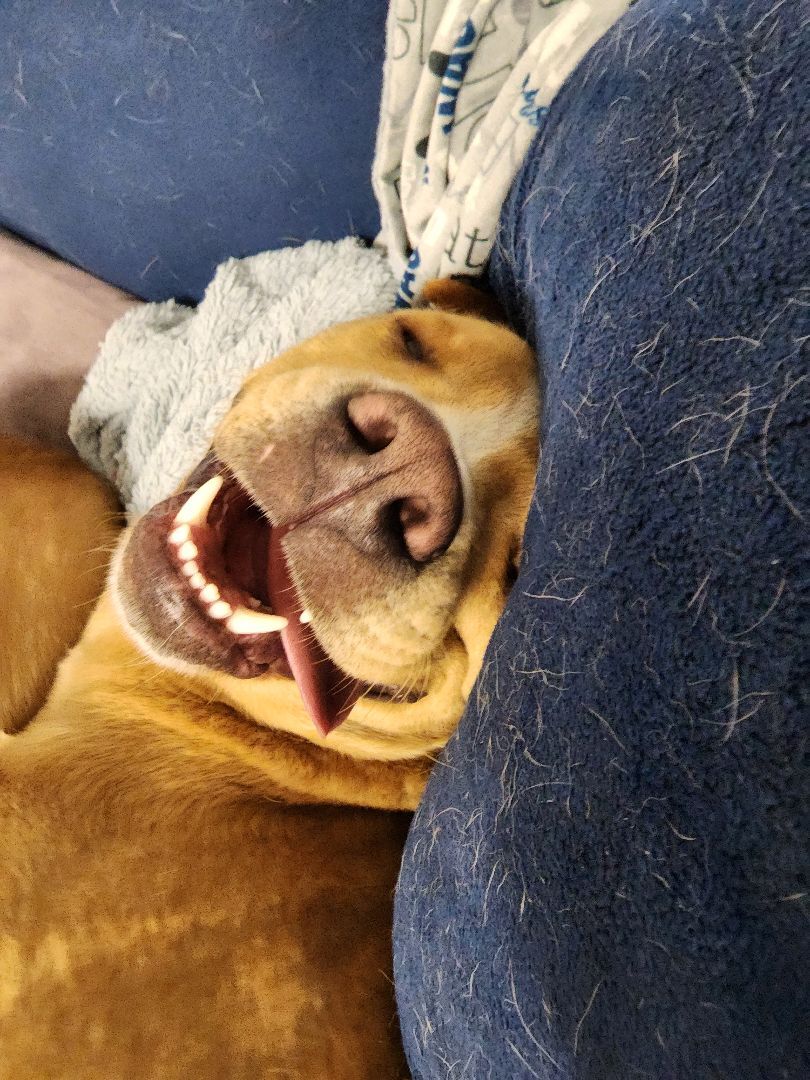 Enlarge RUDY, a Adoptable mixed breed in TULSA, OK image 10/14