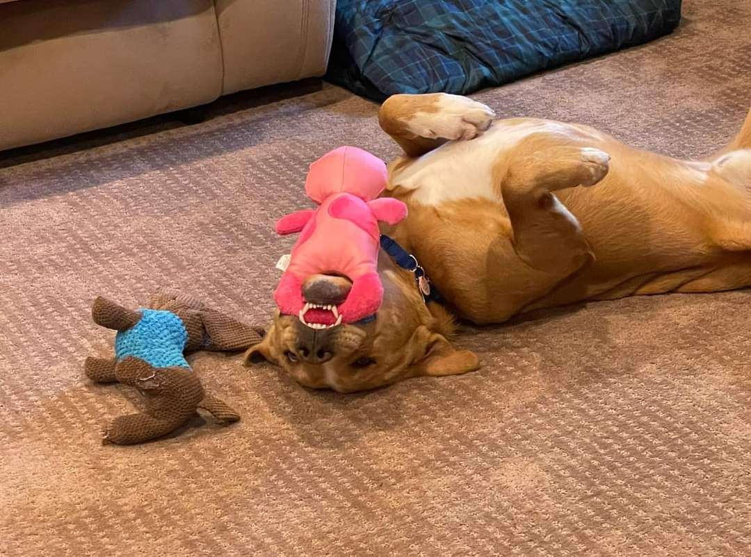 Enlarge RUDY, a Adoptable mixed breed in TULSA, OK image 1/14