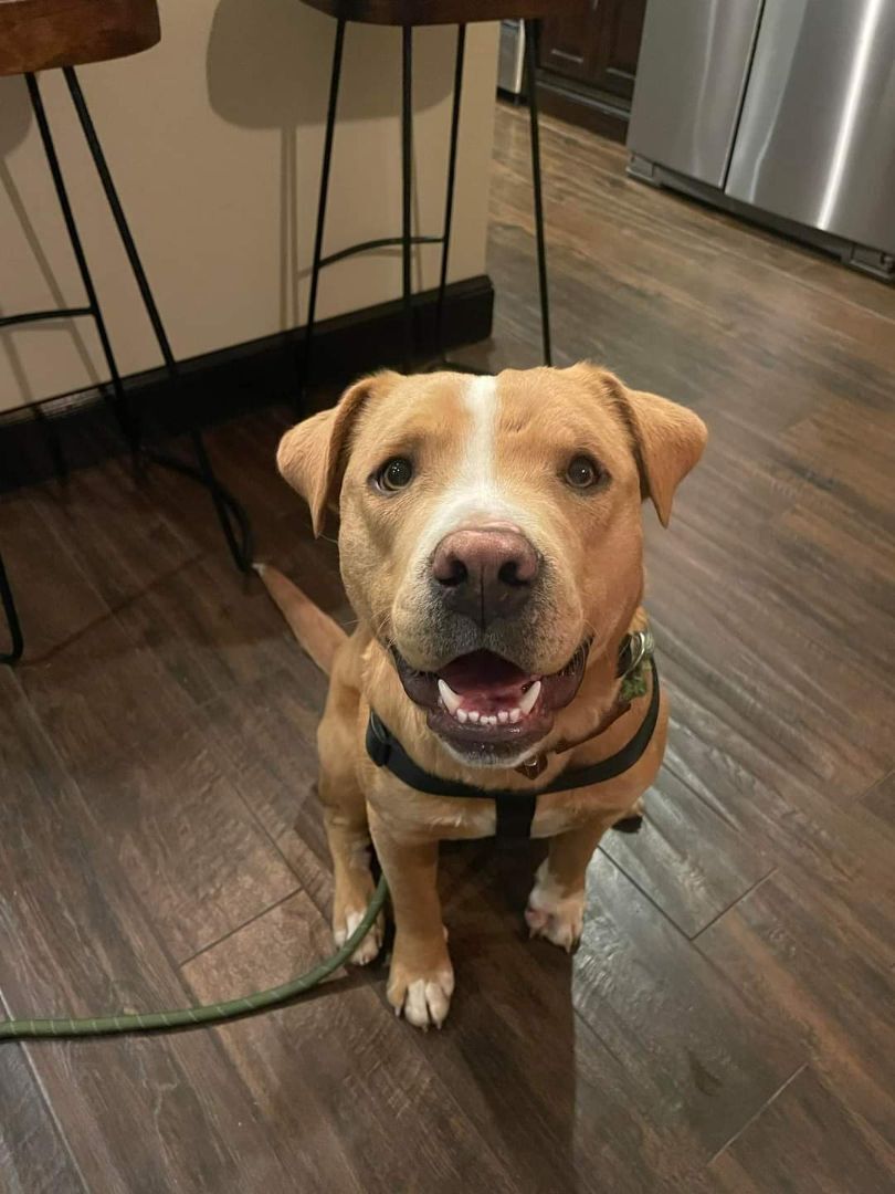 Enlarge RUDY, a Adoptable mixed breed in TULSA, OK image 11/14