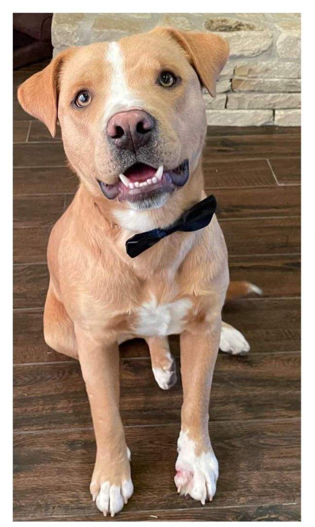 Enlarge RUDY, a Adoptable mixed breed in TULSA, OK image 12/14