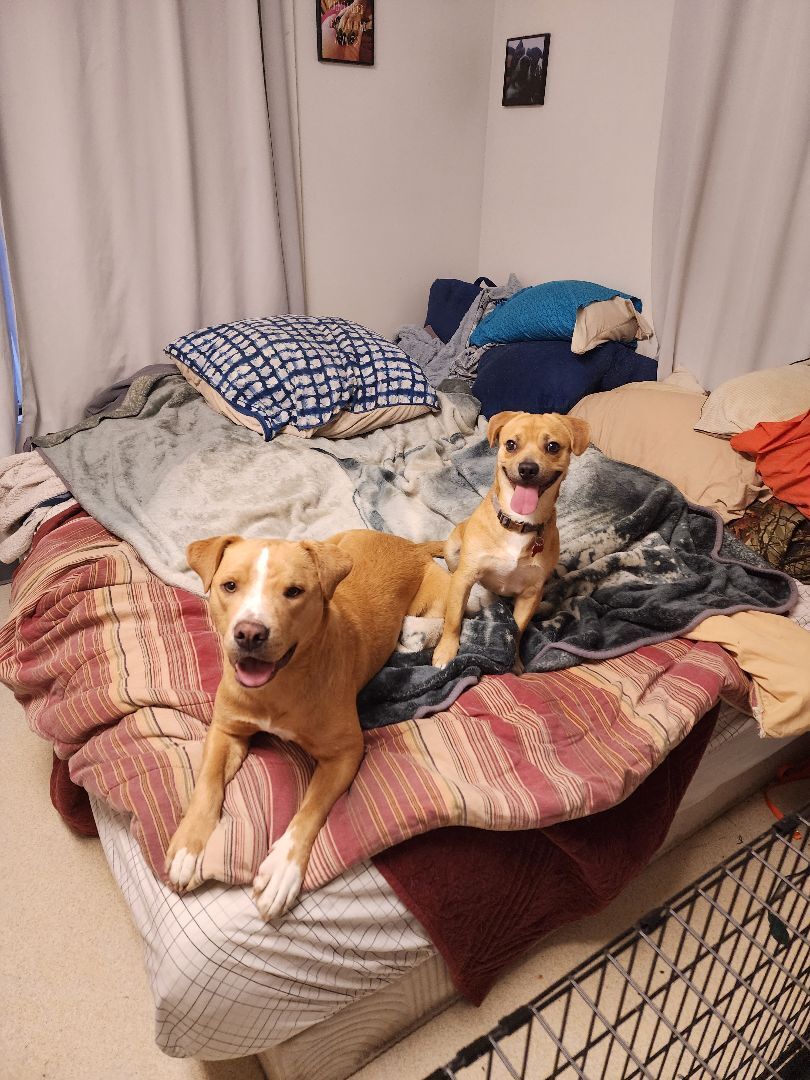 Enlarge RUDY, a Adoptable mixed breed in TULSA, OK image 13/14