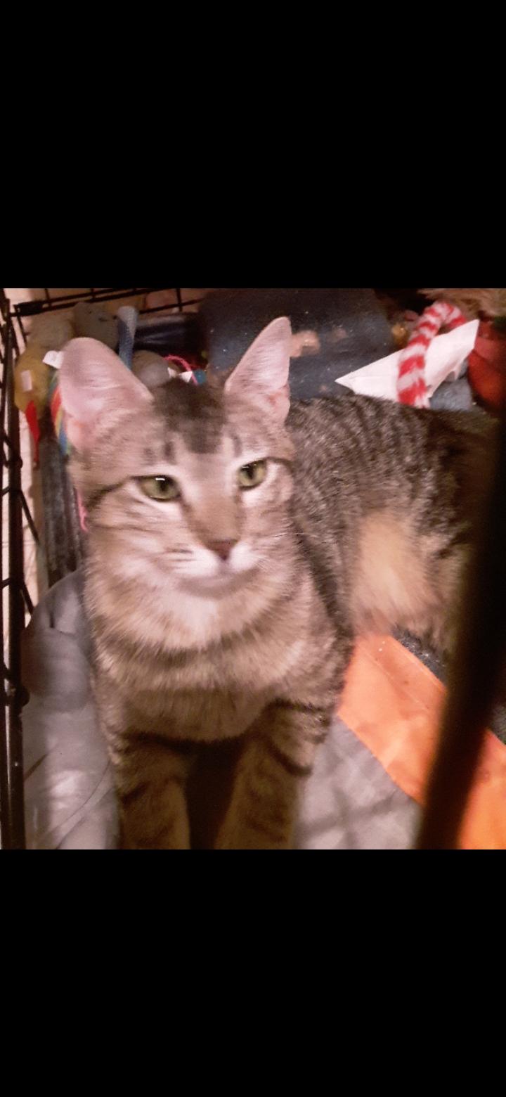 Tabitha, a Adoptable Tabby in Export, PA image 4/5