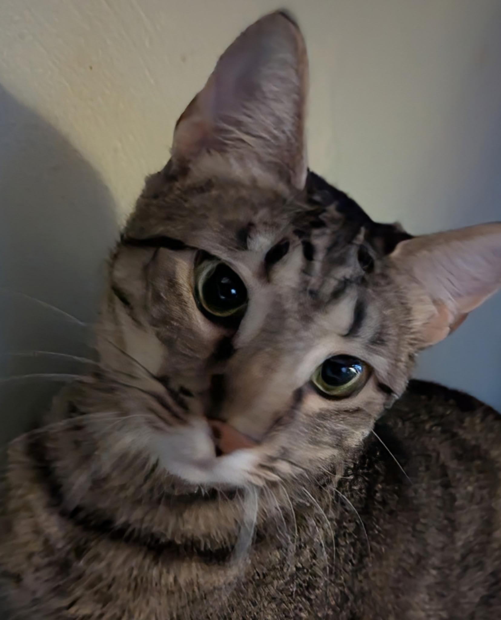 Tabitha, Adoptable, Kitten Female Tabby.