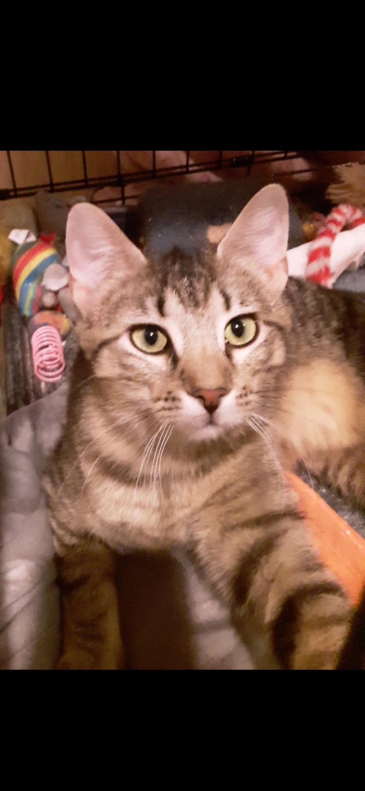 Tabitha, a Adoptable Tabby in Export, PA image 3/5