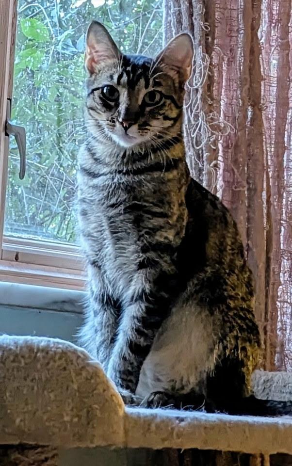 Tabitha, a Adoptable Tabby in Export, PA image 2/5