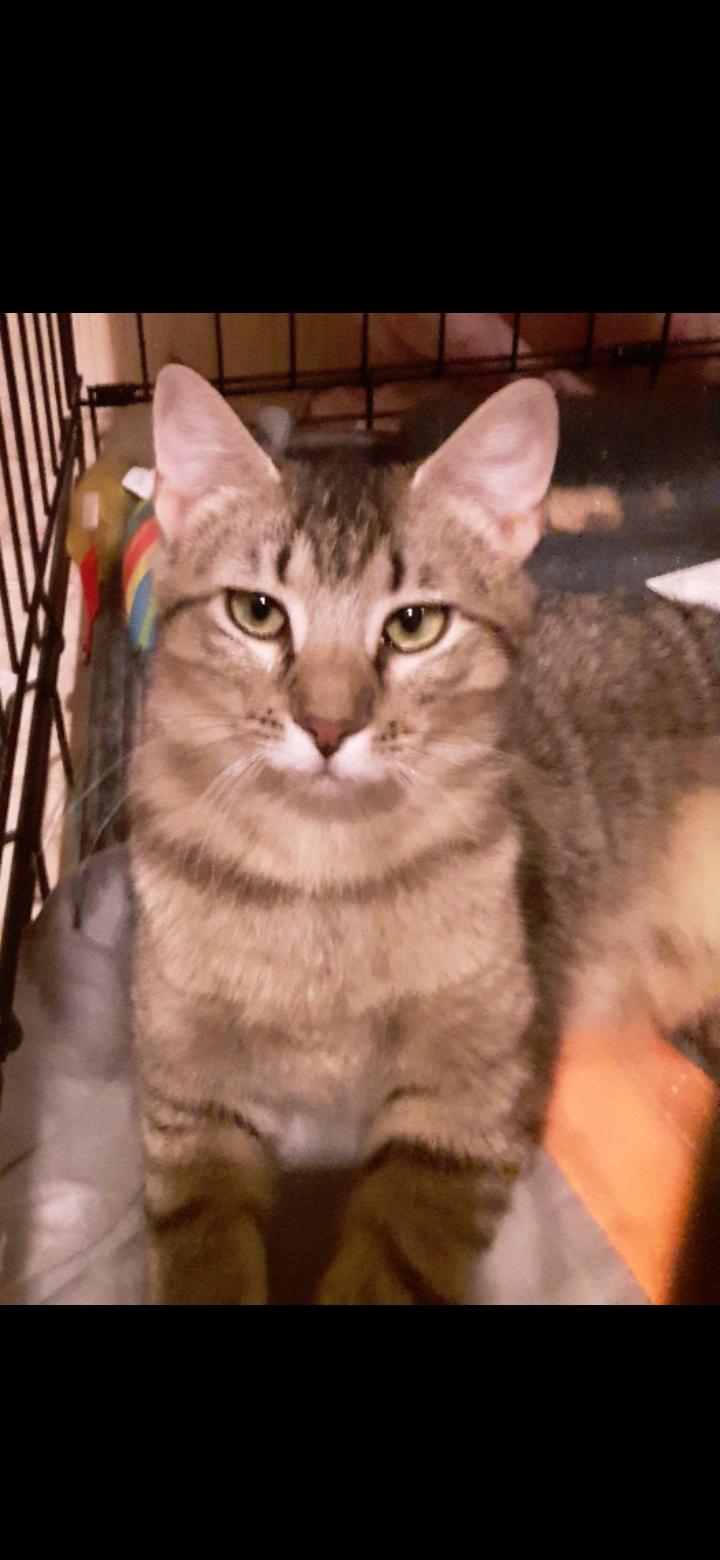 Tabitha, a Adoptable Tabby in Export, PA image 5/5