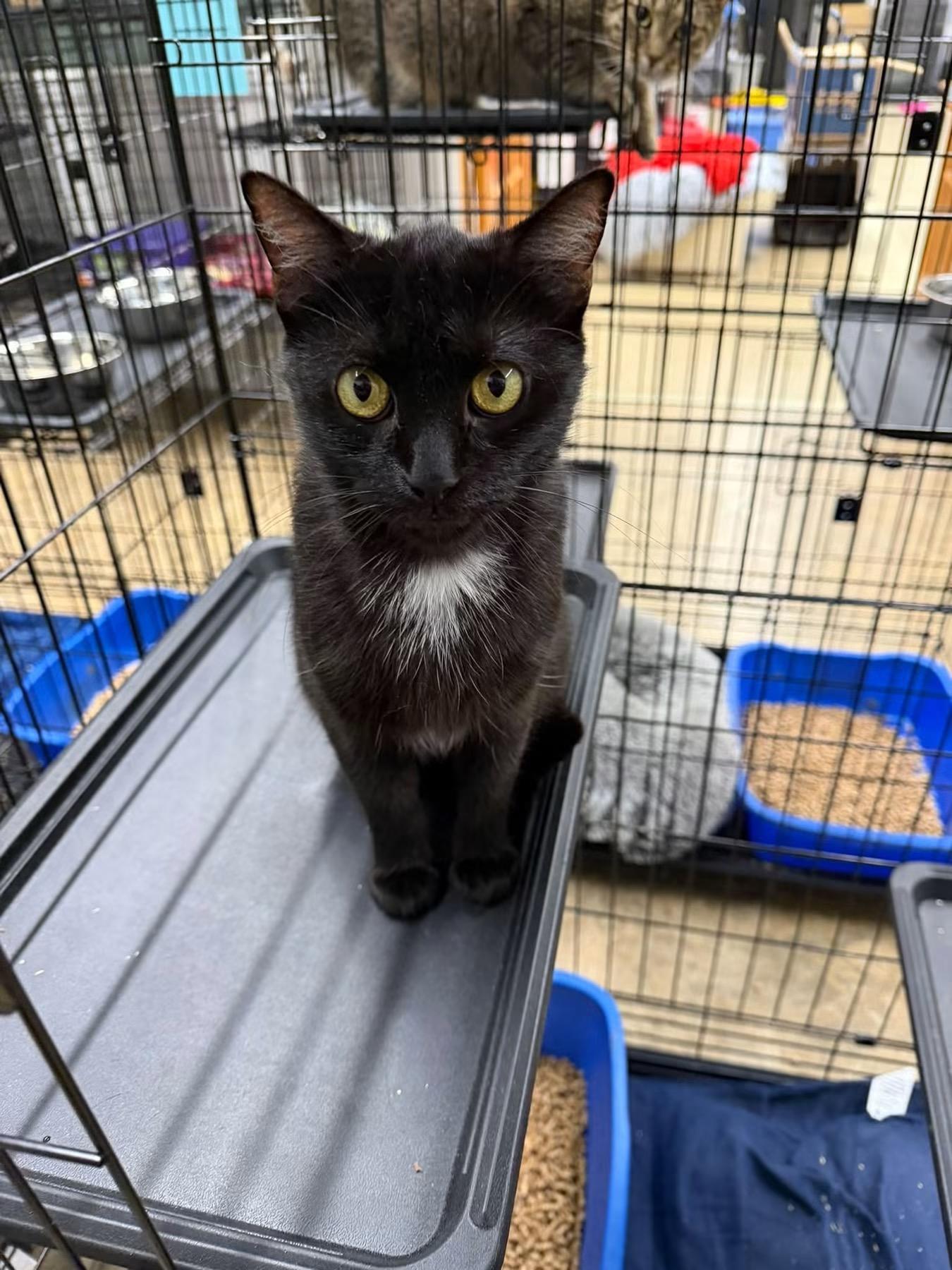 Enlarge Raven, a Adoptable Domestic Short Hair in Cowlesville, NY image 1/1