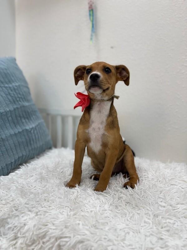 Luna Celestial — thumbnail 2