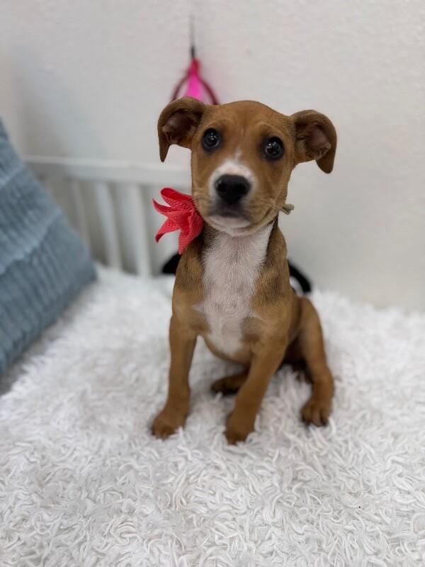 Luna Celestial — thumbnail 3