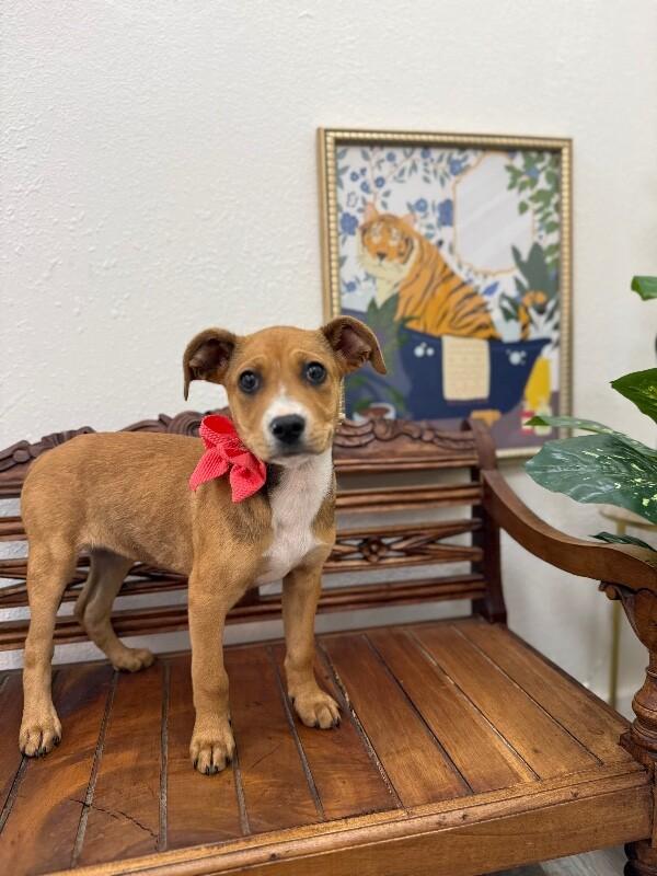 Luna Celestial — thumbnail 5