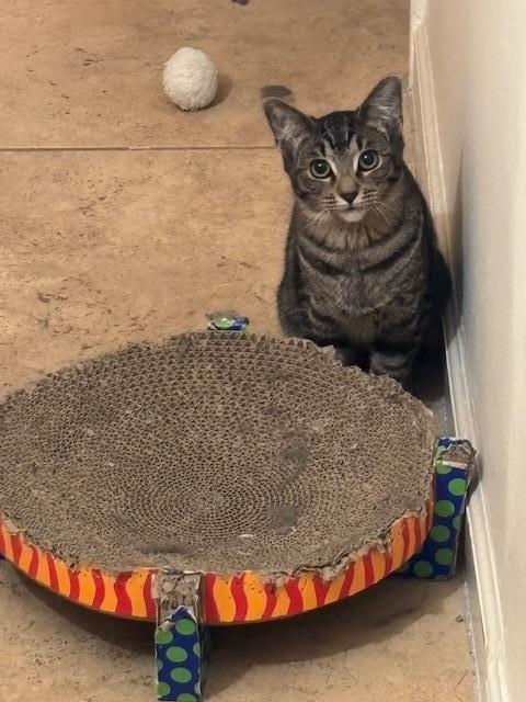 Pixie Purrsome, Adoptable, Kitten Female Domestic Short Hair & Tabby.