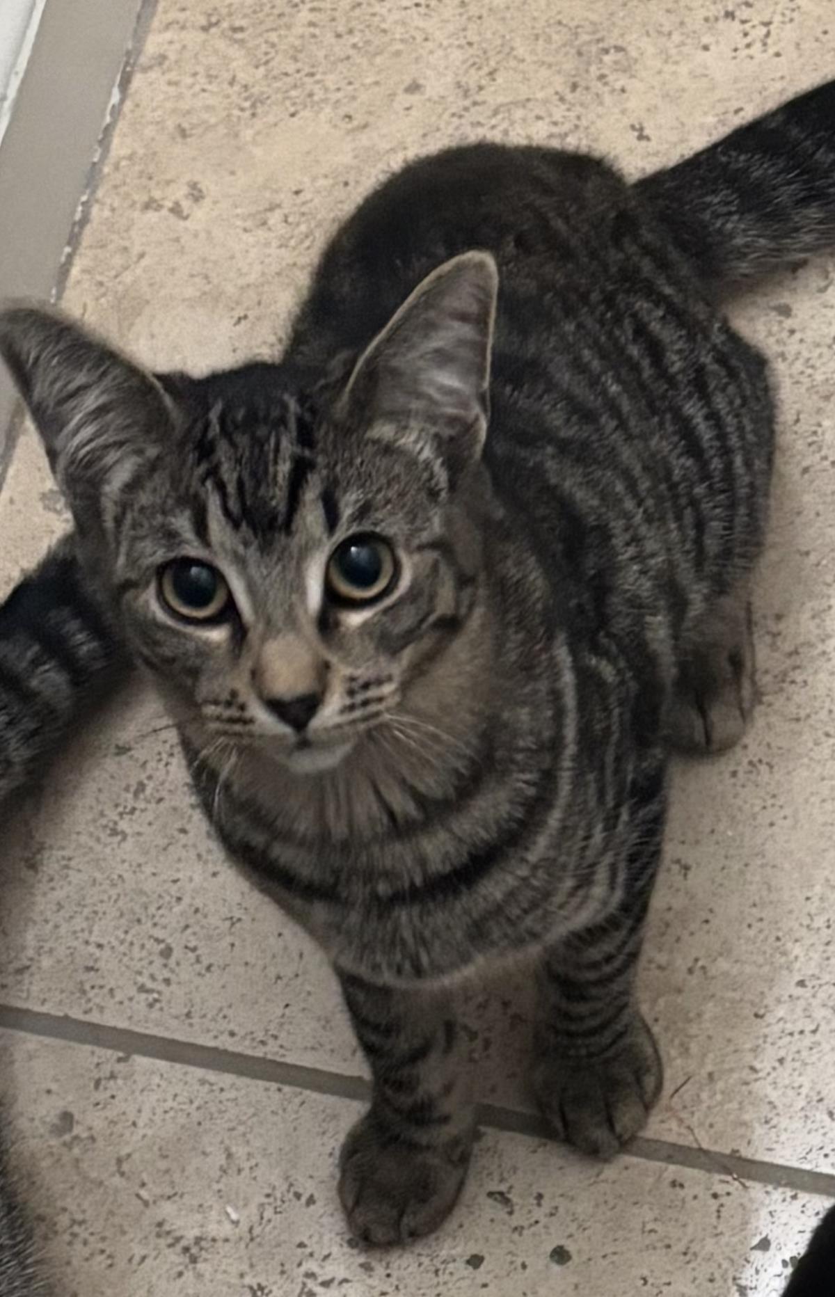 Enlarge Pixie Purrsome, a Adoptable mixed breed in Chandler, AZ image 2/3