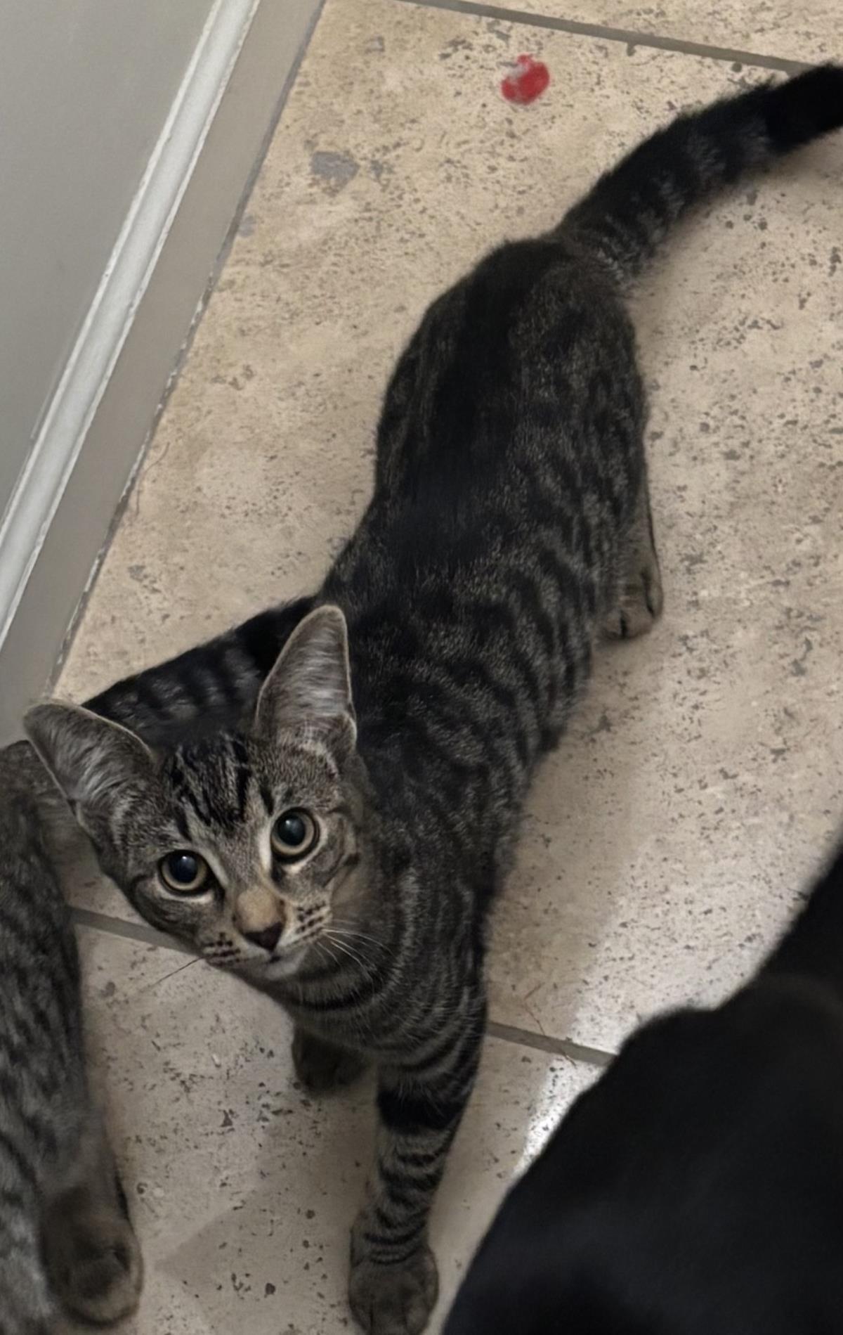 Enlarge Pixie Purrsome, a Adoptable mixed breed in Chandler, AZ image 3/3