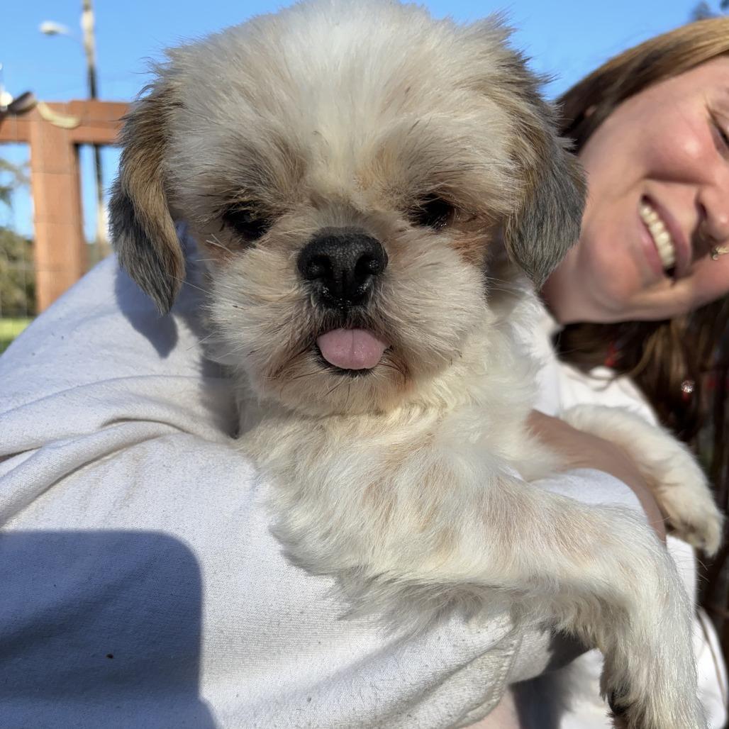 Addy, Adoptable, Senior Female Shih Tzu.